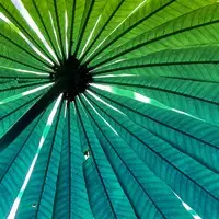 Joonas Tuuri Quartet : Pindorama - Jazz & Blues CD - 1435 - 1